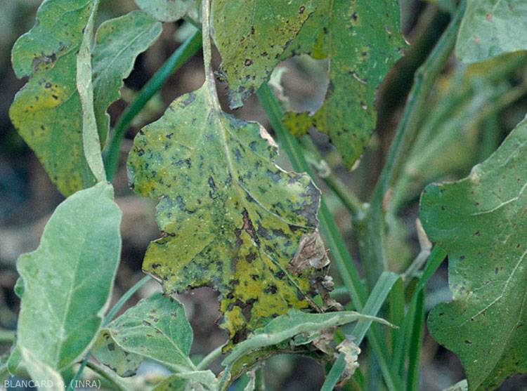 Alternaria solani