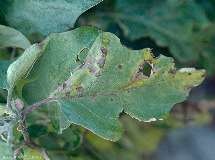 Alternaria solani