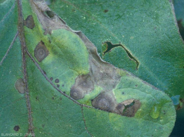 Alternaria solani