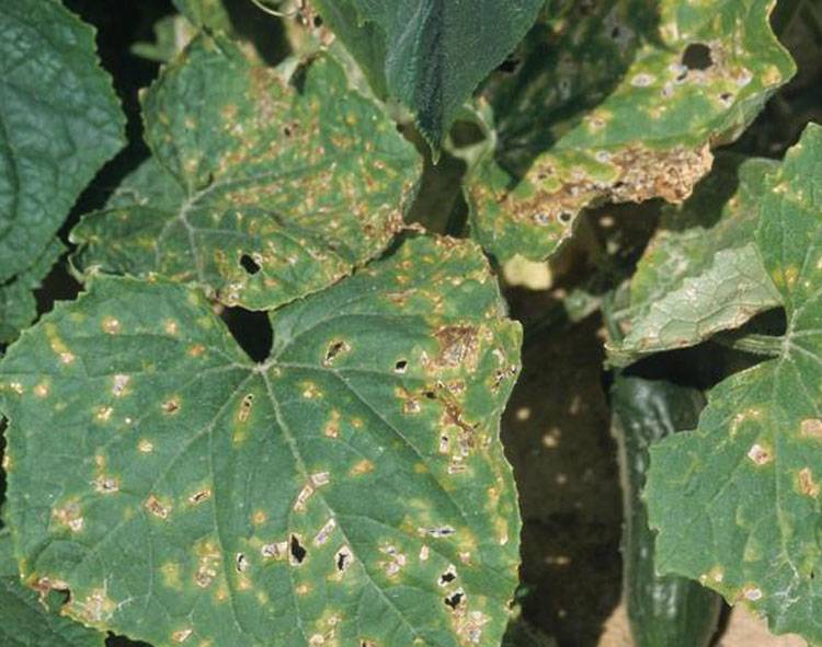 Pseudomonas Syringae