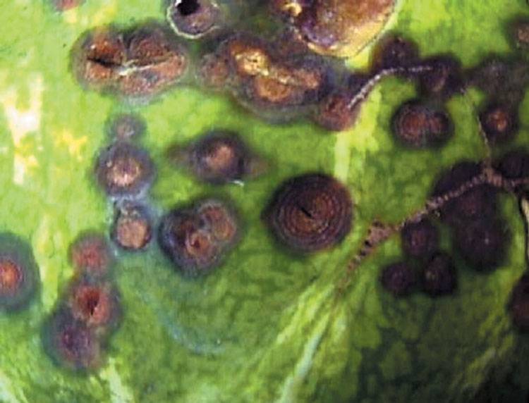 Colletotrichum orbiculare