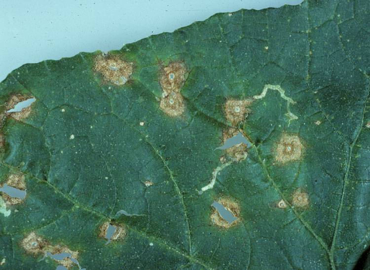 Colletotrichum orbiculare