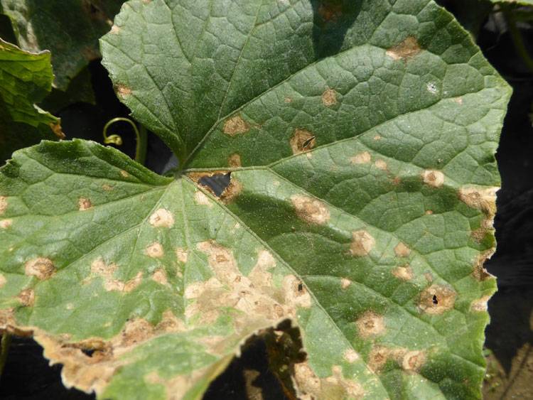Colletotrichum orbiculare