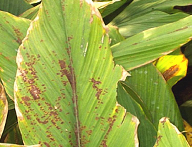 Taphrina maculans
