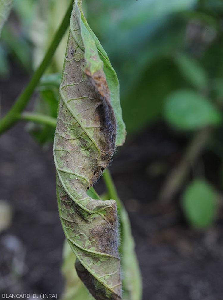 Choanephora cucurbitarum