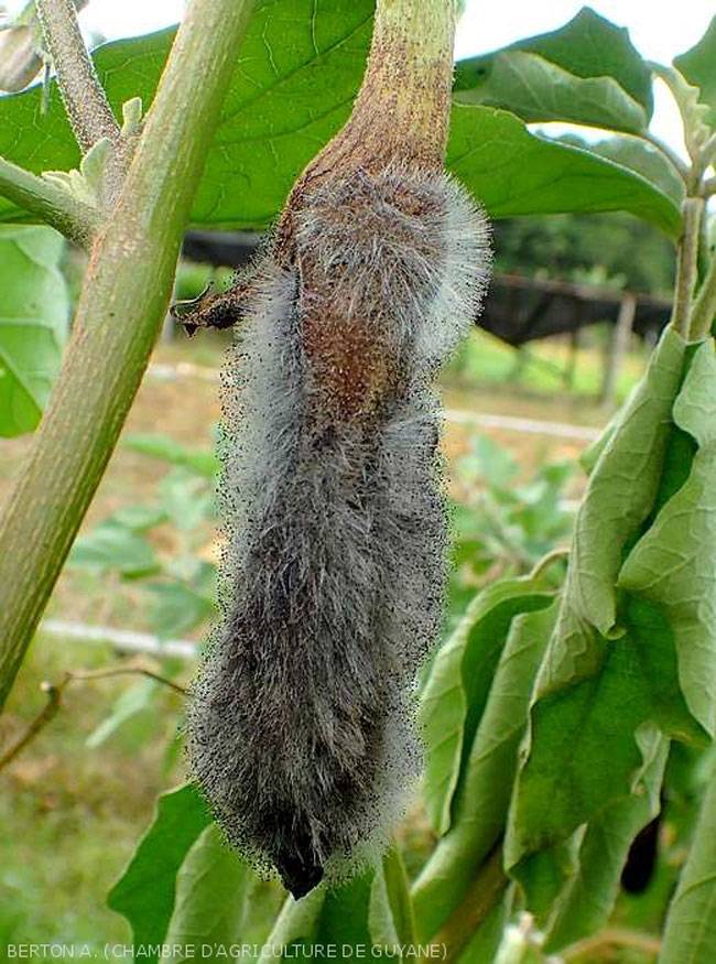 Choanephora cucurbitarum