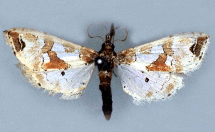 Leucinodes orbonalis