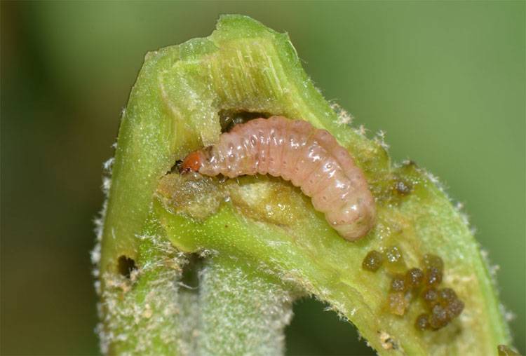 Leucinodes orbonalis