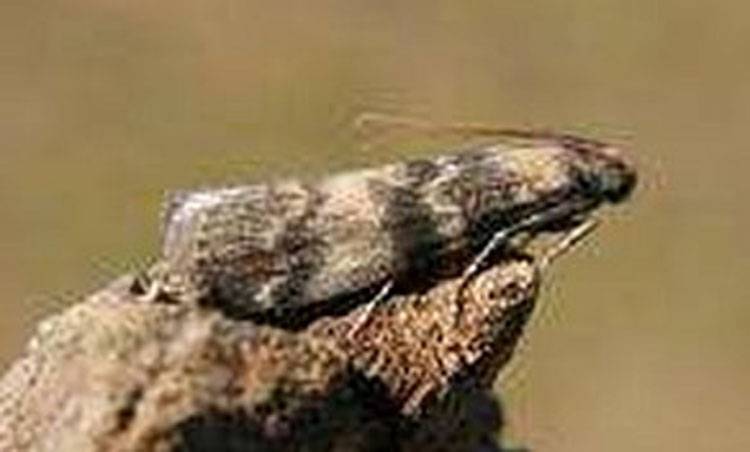 Euzophera perticella