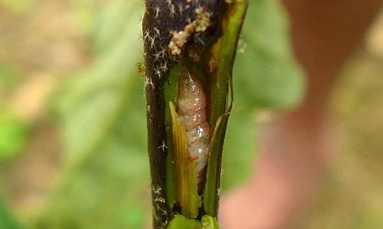 Euzophera perticella