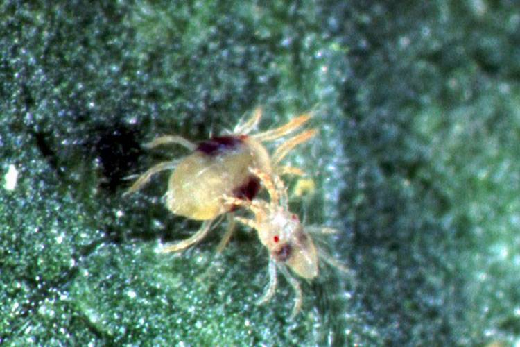 Tetranychus spp.
