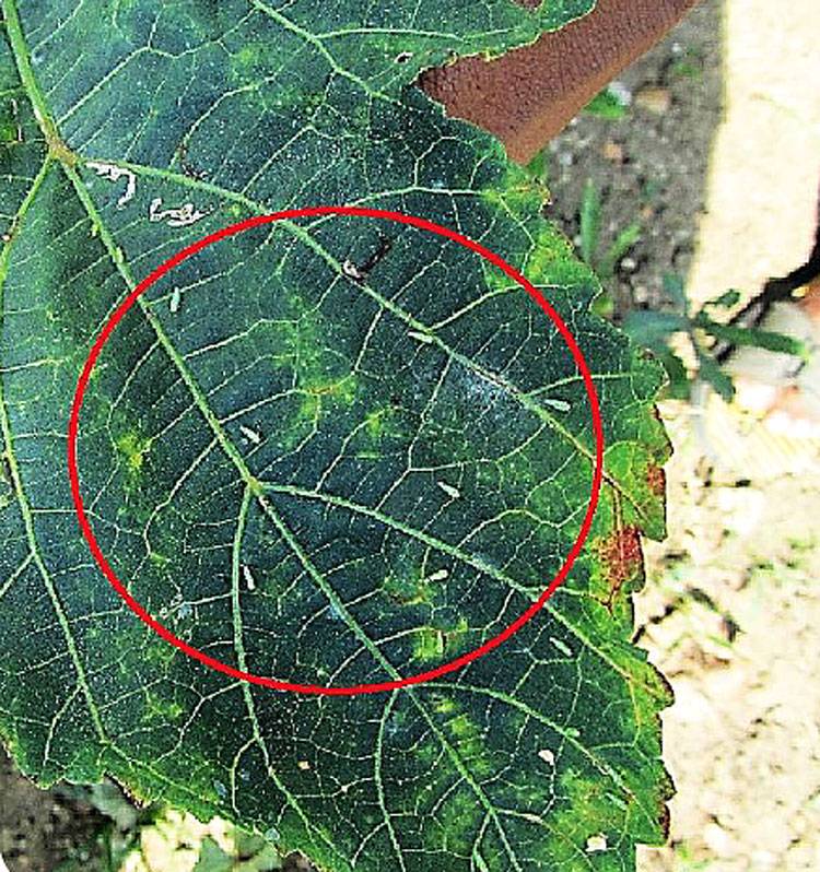Amrasca beguttula beguttula