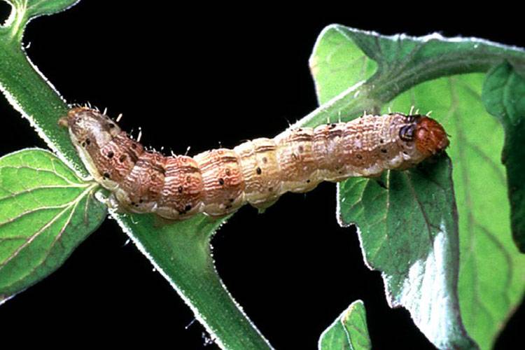 Helicoverpa armigera