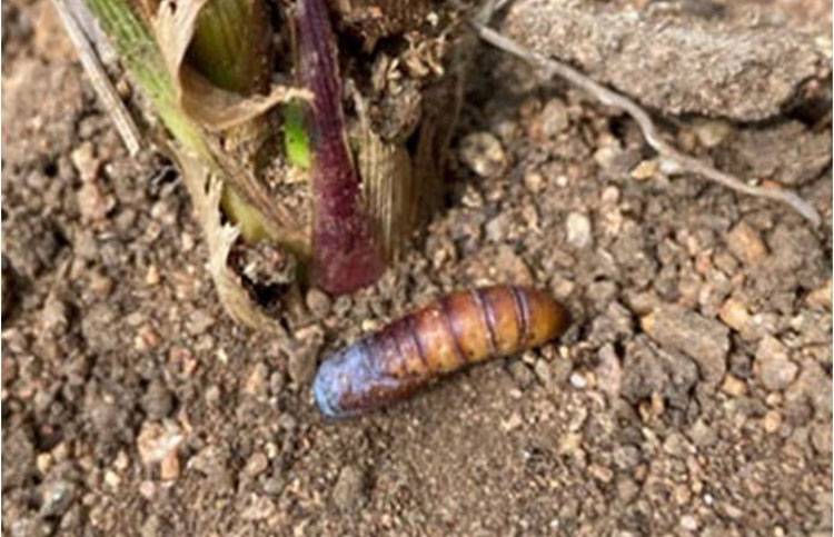 Sesamia inferens