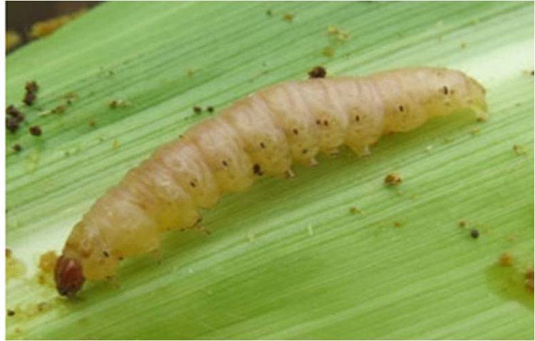 Pink Stem Borer