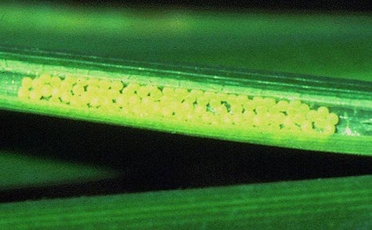 Sesamia inferens