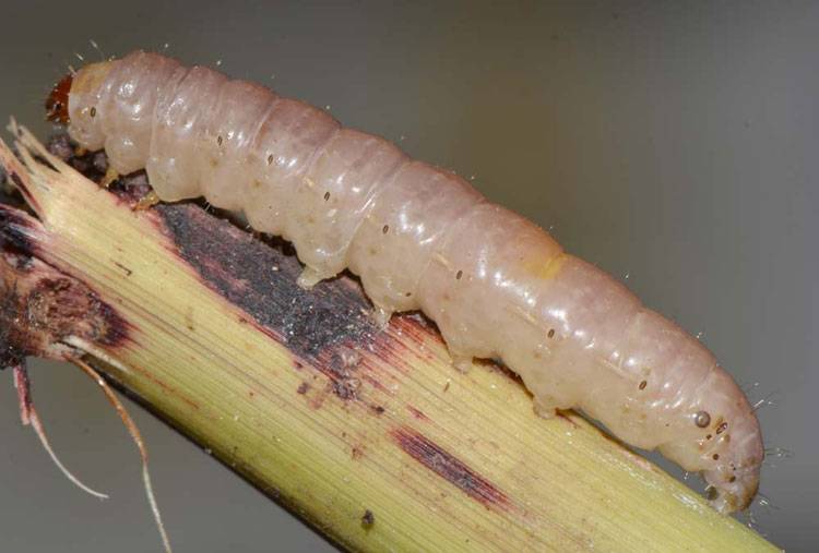 Sesamia inferens