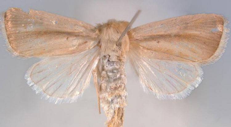 Sesamia inferens