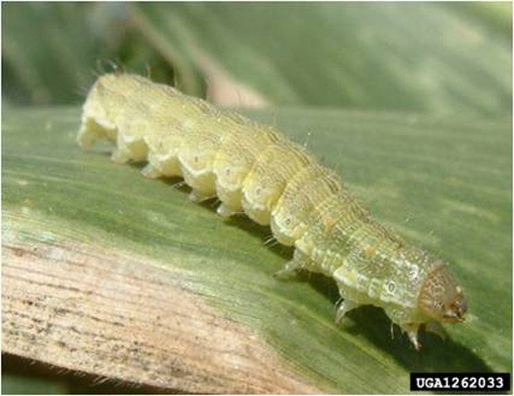 Helicoverpa armigera