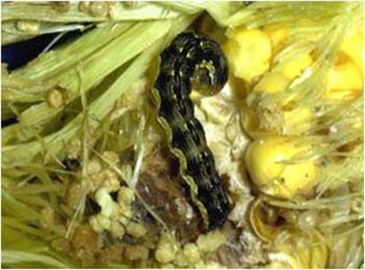 Helicoverpa armigera