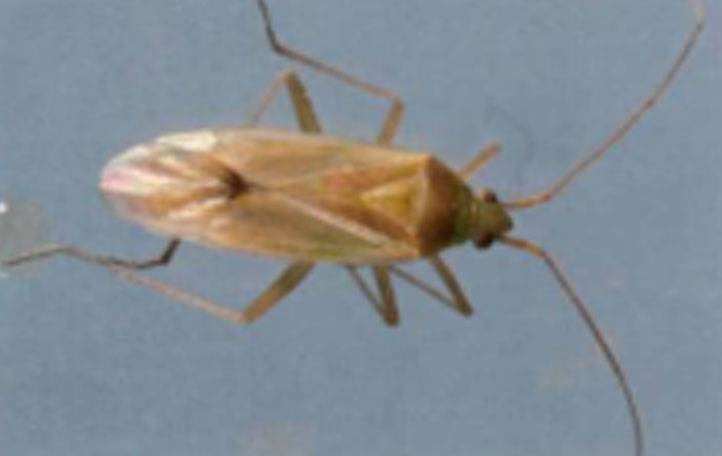 Ear head bug