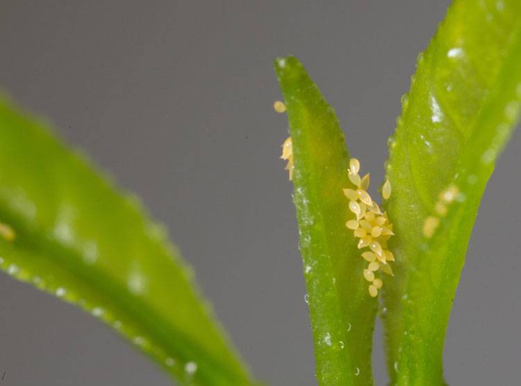 Diaphorina citri