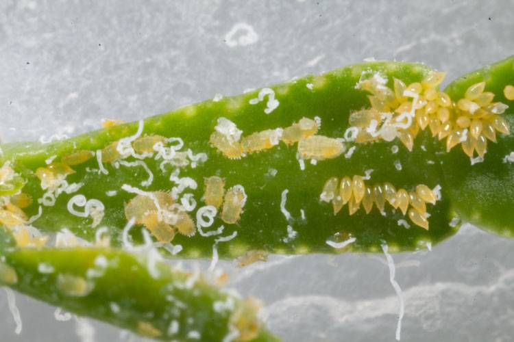 Diaphorina citri