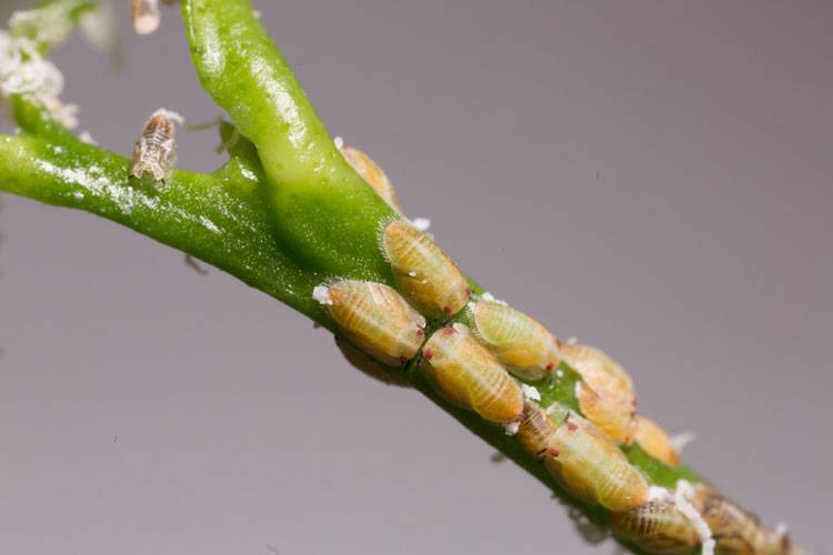 Diaphorina citri