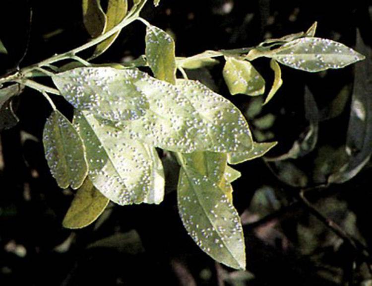 Dialeurodes citri
