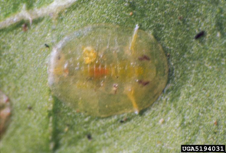 Dialeurodes citri