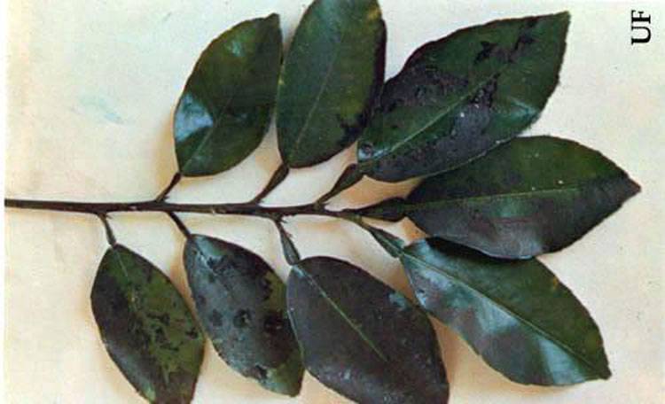 Dialeurodes citri