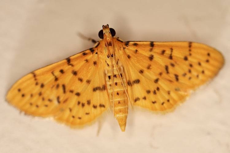 Conogethes punctiferalis