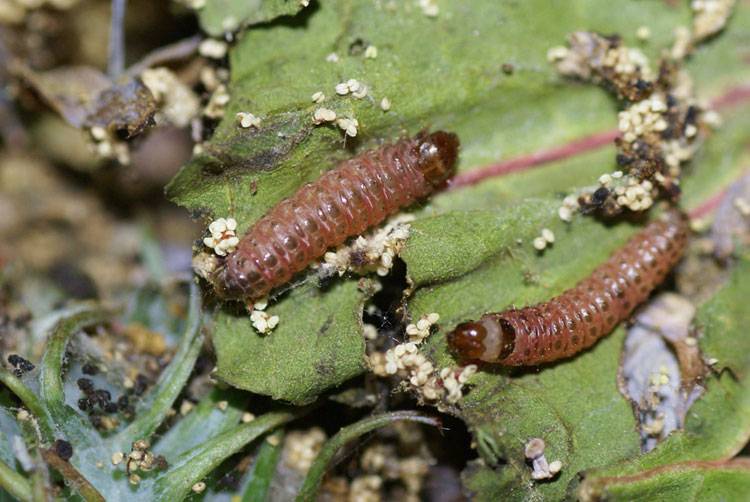 Conogethes punctiferalis