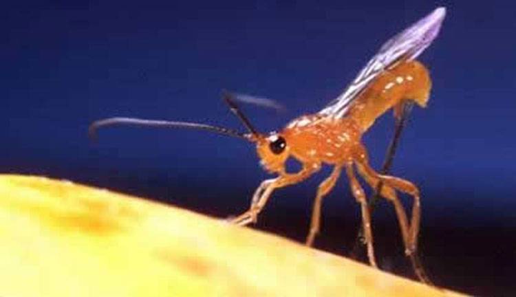 Bactrocera diversus