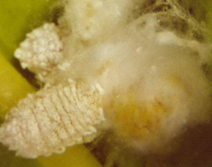 Paracoccus marginatus