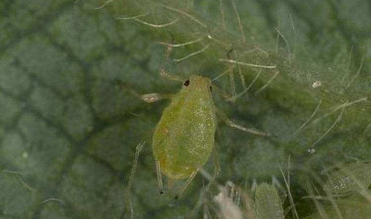Aphis gossypii