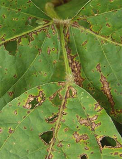 Soyabean Rust, agriplaza, agriculture information